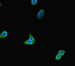 TOX3 Antibody