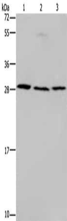 TP53INP1 antibody