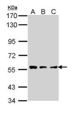 TPP1 antibody