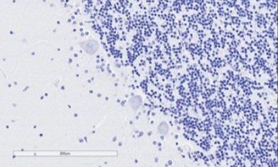 Goat anti-TPPP/p25 Antibody