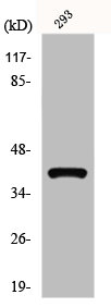 TPRA1 Antibody