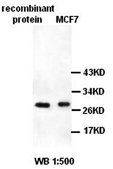 TPT1 Rabbit Polyclonal Antibody