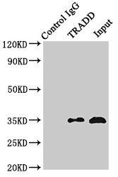 TRADD antibody