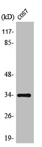 TRADD Antibody