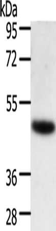 TRAF1 antibody