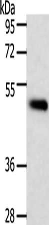 TRAF1 antibody