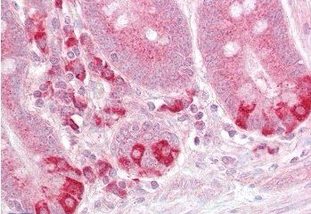 Goat anti-TRAF1 Antibody