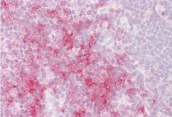 Goat anti-TRAF1 Antibody