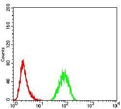 TRAF2 Antibody