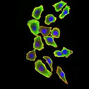 TRAF2 Antibody