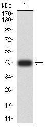 TRAF2 Antibody