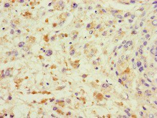TRAF2 Antibody