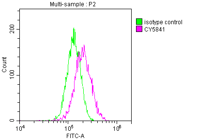 TRAF2 Recombinant Monoclonal Antibody