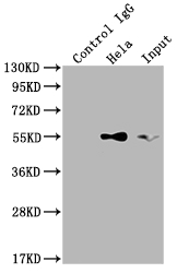TRAF2 Recombinant Monoclonal Antibody