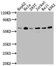 TRAF2 Recombinant Monoclonal Antibody
