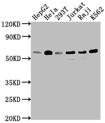 TRAF2 antibody