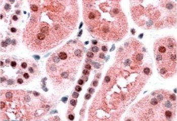 Goat anti-TRAF2 Antibody