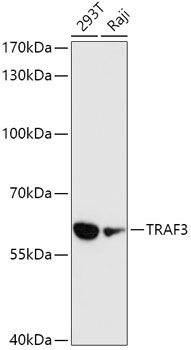 TRAF3 antibody