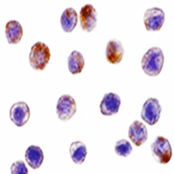 TRAF3 Antibody