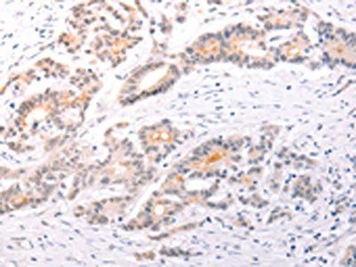TRAF3IP1 Antibody