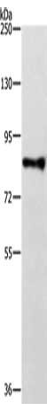 TRAF3IP1 Antibody
