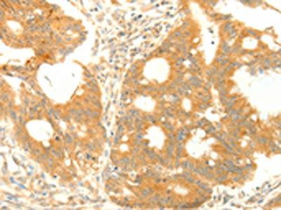 TRAF3IP2 Antibody