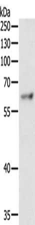 TRAF3IP2 Antibody