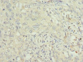 TRAF4 Antibody