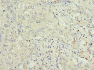 TRAF4 antibody