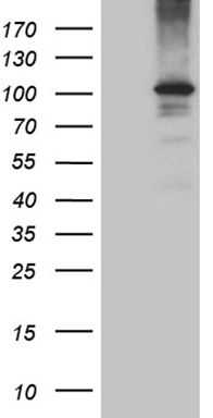 TRAF5 Antibody
