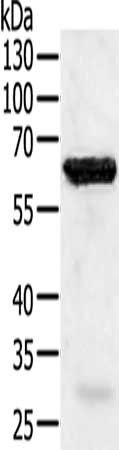 TRAF5 antibody