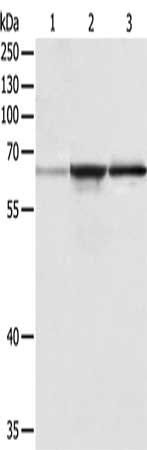 TRAF6 antibody