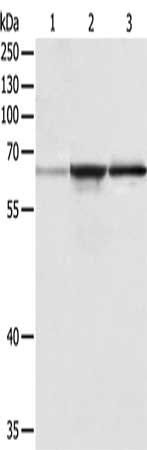 TRAF6 Antibody