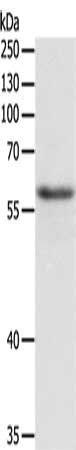TRAF6 Antibody