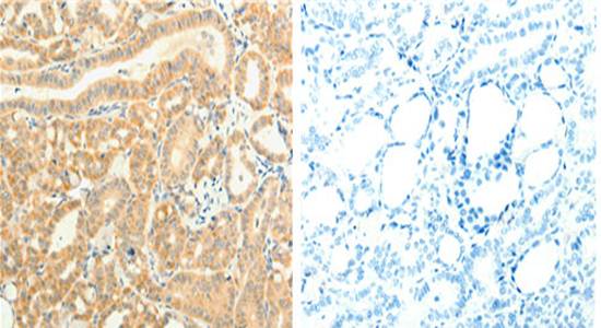 TRAF6 Antibody