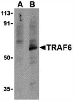 TRAF6 Antibody