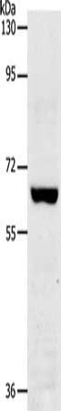 TRAF7 Antibody