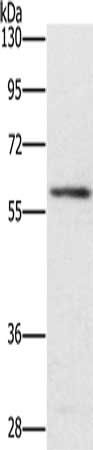 TRAFD1 antibody
