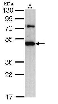 TRAM1 antibody