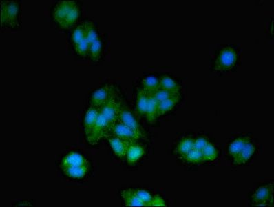 Transcription factor BTF3 antibody