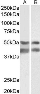 Goat anti-Transcription factor E2F4 Antibody