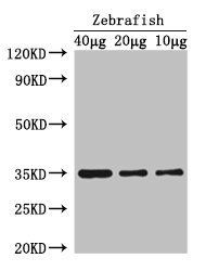 Transcription factor SOX-2 antibody