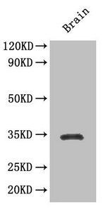 Transcription factor SOX-2 antibody