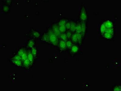 Transcription initiation factor IIB antibody