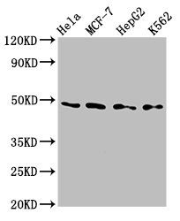 Transcriptional enhancer factor TEF-3 antibody