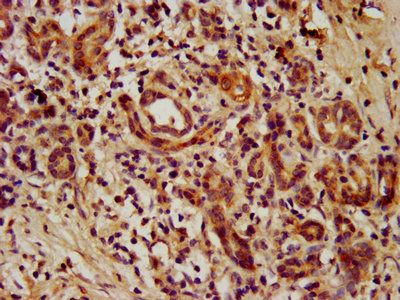 Transcriptional enhancer factor TEF-5 antibody