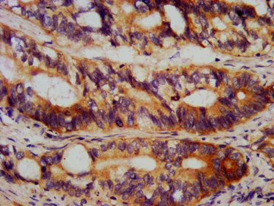 TEAD3 Antibody