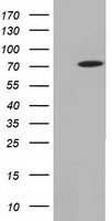 TKT Antibody