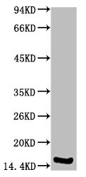TTR Antibody