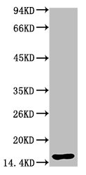TTR Antibody
